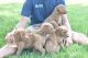 Poodle Puppies for sale in Moberly, MO 65270, USA. price: $450