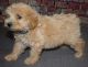 Poodle Puppies for sale in Williams, OR 97544, USA. price: $650
