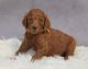 Poodle Puppies for sale in Roanoke, VA, USA. price: $1,500