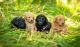 Poodle Puppies for sale in Prescott, OR 97048, USA. price: $1,475