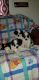 Poodle Puppies for sale in Hampton, VA, USA. price: $1,200