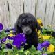 Poodle Puppies for sale in Adamsville, TN 38310, USA. price: $800