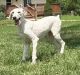 Poodle Puppies for sale in Ironton, MO 63650, USA. price: $1,500