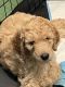Poodle Puppies for sale in Lawton, OK, USA. price: NA