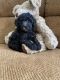 Poodle Puppies for sale in PA-447, East Stroudsburg, PA, USA. price: $1,500
