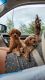 Poodle Puppies for sale in Lynnwood, WA, USA. price: $2,200
