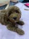 Poodle Puppies for sale in San Jose, CA, USA. price: $1,800