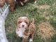 Poodle Puppies for sale in Garfield, NJ 07026, USA. price: $3,500