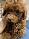 Poodle Puppies for sale in Whitestone, Queens, NY, USA. price: $1,200