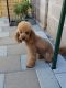 Poodle Puppies for sale in Henderson, NV 89011, USA. price: $300
