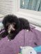 Poodle Puppies for sale in Springfield, IL 62711, USA. price: $750