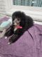 Poodle Puppies for sale in Springfield, IL 62711, USA. price: $750