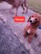 Poodle Puppies for sale in Savannah, GA 31404, USA. price: $1,000
