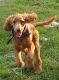 Poodle Puppies for sale in Warrenton, MO 63383, USA. price: $600