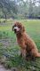 Poodle Puppies for sale in Dunnellon, FL, USA. price: NA