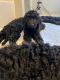 Poodle Puppies for sale in Chevy Chase, MD, USA. price: $1,300