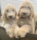 Poodle Puppies for sale in Ann Arbor, MI, USA. price: $700