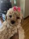 Poodle Puppies for sale in Detroit, MI, USA. price: $450