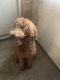 Poodle Puppies for sale in Sparks, NV 89431, USA. price: $3,000