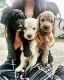 Poodle Puppies for sale in Macon, GA, USA. price: NA