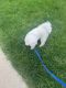 Poodle Puppies for sale in Melrose Park, IL, USA. price: $2,000