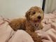 Poodle Puppies for sale in Queens, NY 11373, USA. price: $2,000