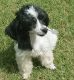 Poodle Puppies for sale in Lawton, OK, USA. price: $900