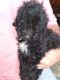 Poodle Puppies for sale in Tifton, GA, USA. price: $500