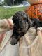Poodle Puppies for sale in Goodman, MO 64843, USA. price: $600