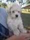 Poodle Puppies for sale in Prospect, TN 38477, USA. price: $600