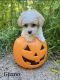 Poodle Puppies for sale in Elgin, IL 60120, USA. price: $650
