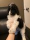 Poodle Puppies for sale in Plainfield, IL, USA. price: $1,500