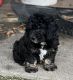 Poodle Puppies for sale in Burnsville, MN, USA. price: $1,000