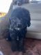 Poodle Puppies for sale in Falcon, MO 65470, USA. price: $450