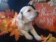 Poodle Puppies for sale in Nine Mile Falls, WA 99026, USA. price: $1,500