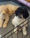 Poodle Puppies for sale in Bristow, OK 74010, USA. price: $80,000