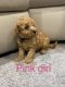 Poodle Puppies for sale in Fayetteville, NC, USA. price: $400