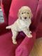 Poodle Puppies for sale in Snowflake, AZ 85937, USA. price: $1,000