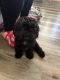 Poodle Puppies for sale in St. Louis, MO, USA. price: $500
