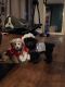 Poodle Puppies for sale in Aurora, IL, USA. price: $300
