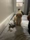 Poodle Puppies for sale in Swansea, MA, USA. price: $1,500