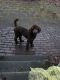 Poodle Puppies for sale in Erving, MA, USA. price: $50,000