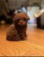 Poodle Puppies for sale in 286 Broome St, New York, NY 10002, USA. price: $1,500