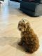 Poodle Puppies for sale in Ludlow, Massachusetts. price: $2,000