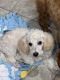 Poodle Puppies for sale in Florence, AZ, USA. price: $1,200