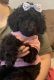 Poodle Puppies for sale in Pittsfield, Illinois. price: $500