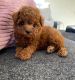 Poodle Puppies for sale in Dallas, Texas. price: $400