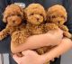 Poodle Puppies for sale in Atlanta, Georgia. price: $400