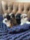 Poodle Puppies for sale in Jackson, Tennessee. price: $1,700