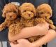 Poodle Puppies for sale in Memphis, Tennessee. price: $400